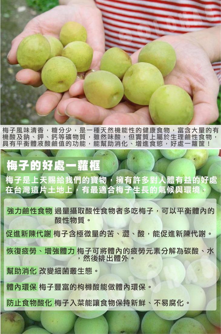 台灣青梅自然農法栽培、傳承日本古法釀造
